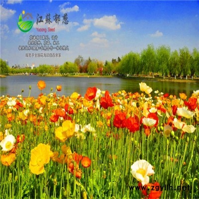 云南省臨滄市花海項目設計公司專業花海