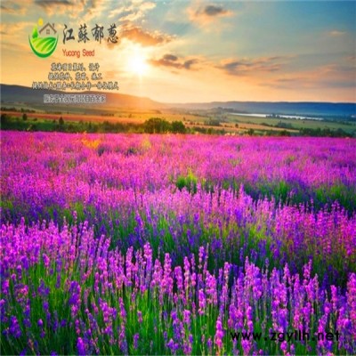 盤錦市花海項目設計公司專業花海