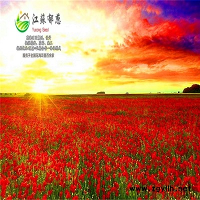 烏魯木齊市春季花海規劃指導施工專業花海