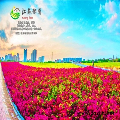 廣東省陽江市春季花海案例專業花海