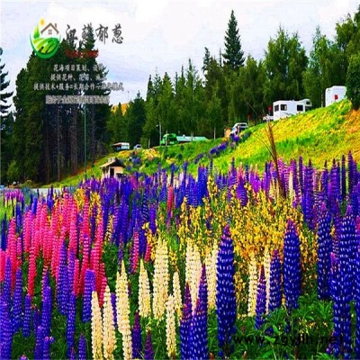 廣西柳州市春季花海設計公司免費設計