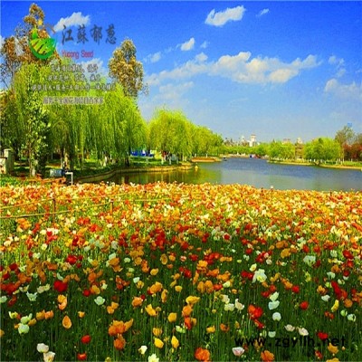 內蒙古鄂爾多斯市春季花海案例專業花海