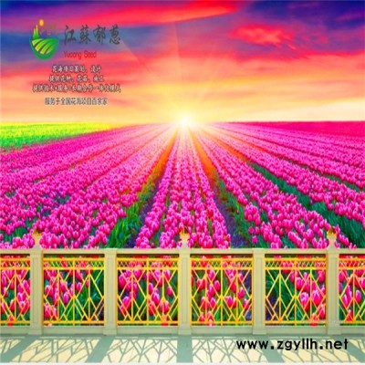 湖北省咸寧市花海項目案例專業花海