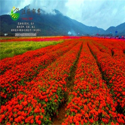 清遠市春季花海規劃指導施工免費設計