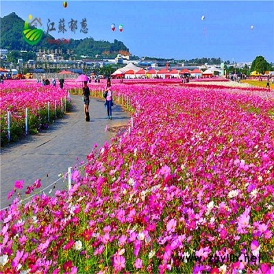 河南省濮陽市花海項目設計公司專業花海