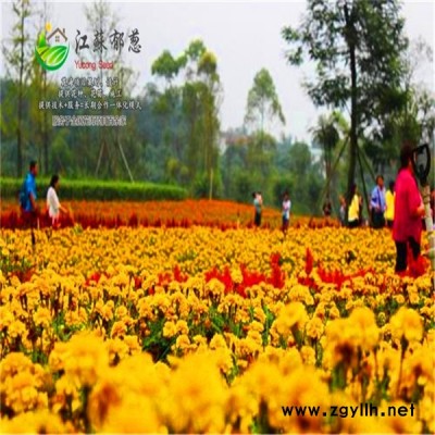 浙江省金華市花海項目規劃指導施工專業花海