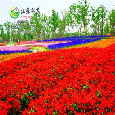 江蘇省泰州市春季花海設計公司免費設計