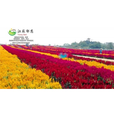 宿根花菱草種子哪里有賣的...認證企業