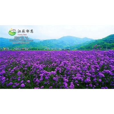 高雪倫種子一般多少錢一斤...免費(fèi)試鐘