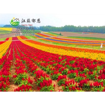 桃核種子價格...免費試鐘