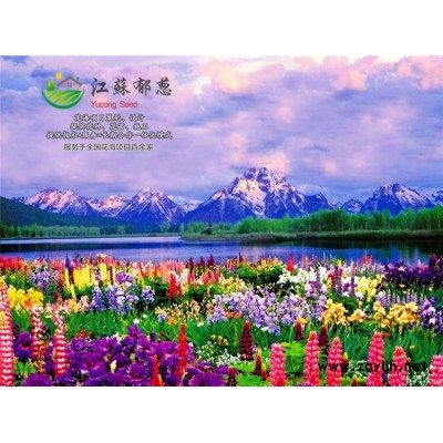 魯冰花種子價格...高發芽率