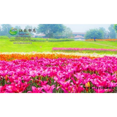 紅衣仙子種子一般多少錢一斤...高發(fā)芽率