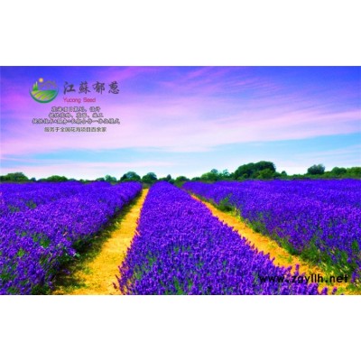 含金蓮種子價格...認證企業