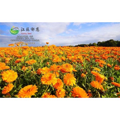 紅千層種子哪里有賣的...認(rèn)證企業(yè)