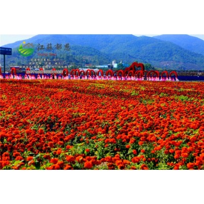 粉萼鼠尾草種子一般多少錢一斤...認(rèn)證企業(yè)