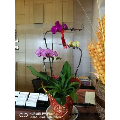 室內花卉租擺-眾芳園藝公司