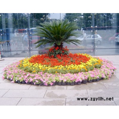 花木-花木出租價格-眾芳園藝(推薦商家)