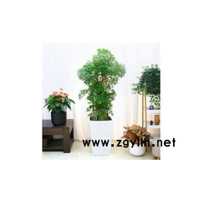 綠植養(yǎng)護(hù)-蔚森園林鮮花-綠植養(yǎng)護(hù)方案