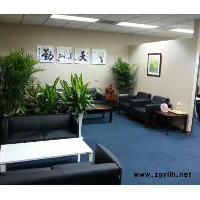 東西湖寫字樓租植物-武漢市眾芳園藝