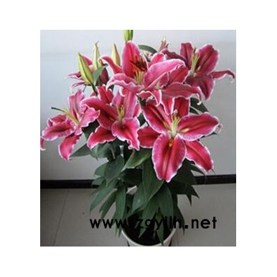 眾芳園藝-武漢花木租賃