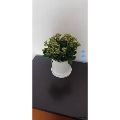 眾芳園藝有限公司(多圖)-光谷寫字樓花卉租賃