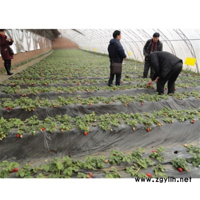 草莓苗基地-襄陽草莓苗-鵬昇草莓
