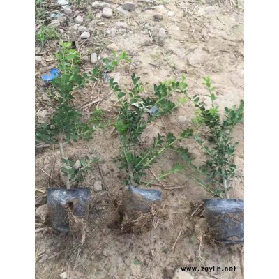 龜甲冬青小苗帶土球-金華好彩苗木規格齊全-龜甲冬青球