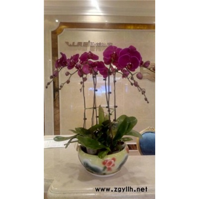 寫字樓花木出租-眾芳園藝(圖)