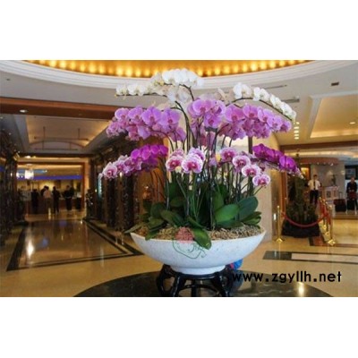 光谷花卉出租-眾芳園藝(圖)