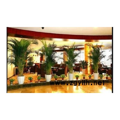 綠植的養(yǎng)護(hù)方法