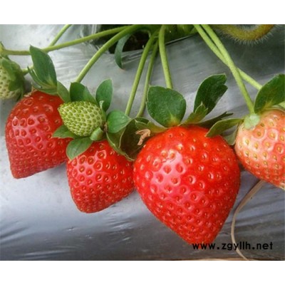 荊州草莓苗-鵬昇草莓-草莓苗
