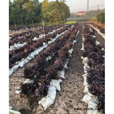 紅花檵木選購好彩-紅花繼木大桶價格-河南紅花繼木大桶