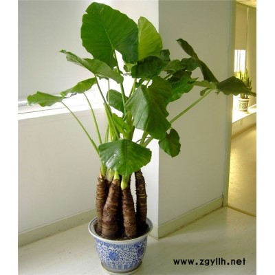 武昌綠植租擺-武漢市眾芳園藝