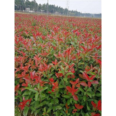 金華好彩苗木成活率高-紅葉石楠小杯多少錢-河南紅葉石楠小杯