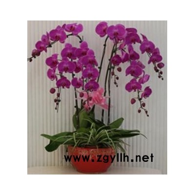 室內花卉租擺-眾芳園藝有限公司