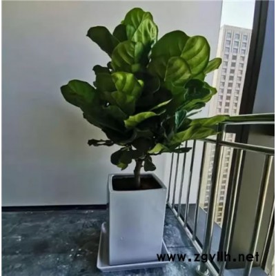 上海浦東新區(qū)綠植租賃-寫字樓綠植租賃-蔚森園林(推薦商家)