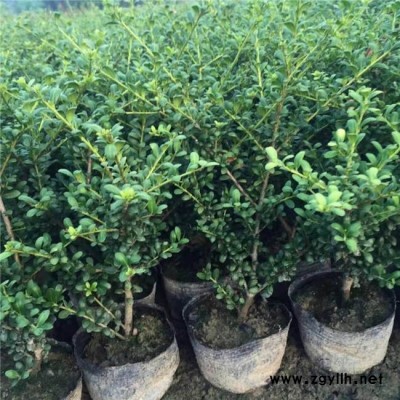 龜甲冬青價格-龜甲冬青-金華好彩苗木基地直銷
