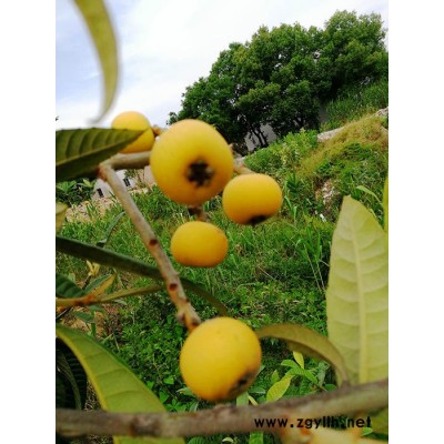 白玉枇杷苗-蘇州東山白玉枇杷苗-繁茂苗木(推薦商家)