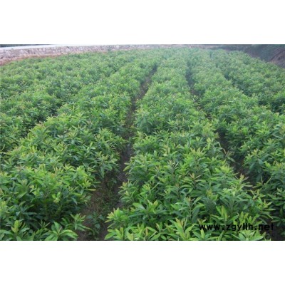 紫楊梅苗-蘇州楊梅苗-吳中區繁茂苗木(查看)