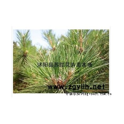 供應(yīng)油松種子