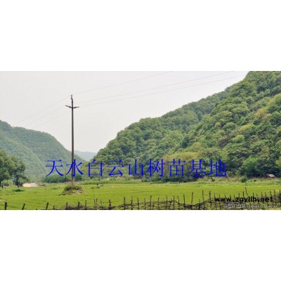 供應(yīng)油松樹苗