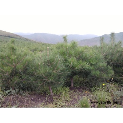 供應1-5.5米油松