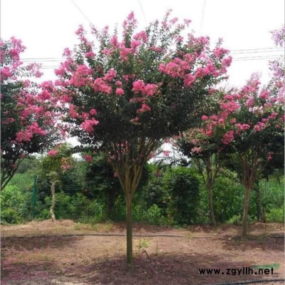 剛竹高2.5-5米黃竹高2-6米北京大苗圃基地購樹木市排價