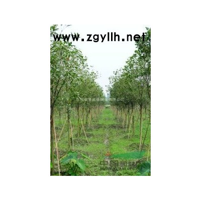 四川乾景園林供應優質紅梅5cm