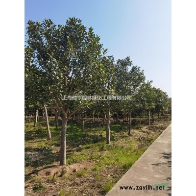 上海黃楊價格_上海黃楊圖片_黃楊樹產地_黃楊樹基地