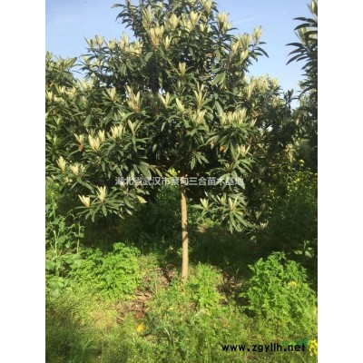 對(duì)節(jié)白蠟  湖北白蠟 湖北對(duì)節(jié)白蠟 武漢對(duì)節(jié)白蠟 蔡甸對(duì)節(jié)白蠟 ..