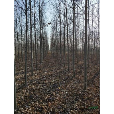 原生冠絢麗海棠