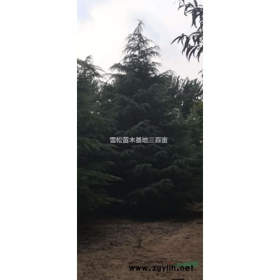 雪松三百畝苗木基地