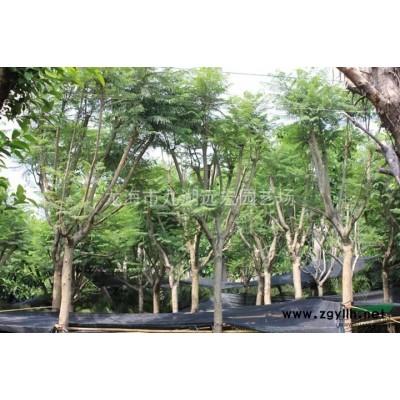 三紅柚子苗 紅心柚 柚子苗 平和柚子