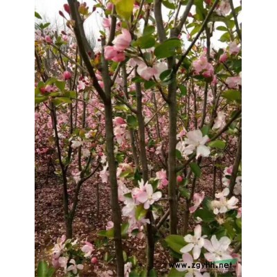 潢川地區供應8到20公分高桿桂花銷售價格